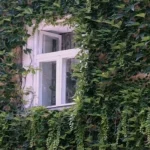 Expert utsåg 4 "aggressiva" växter som inte bör planteras nära huset expert-utsag-4-aggressiva-vaxter-som-inte-bor-planteras-nara.webp.webp